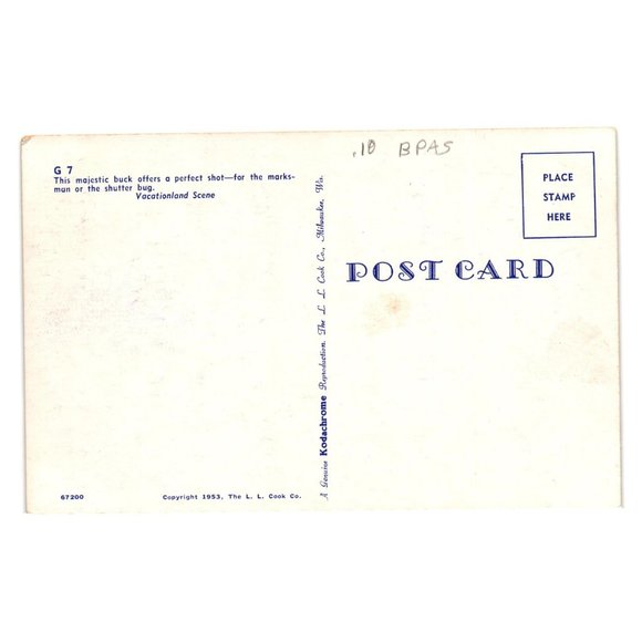 Vintage Postcard Buck Wildlife Vacationland Scene 1953 Deer Hunter Woods - Picture 2 of 2